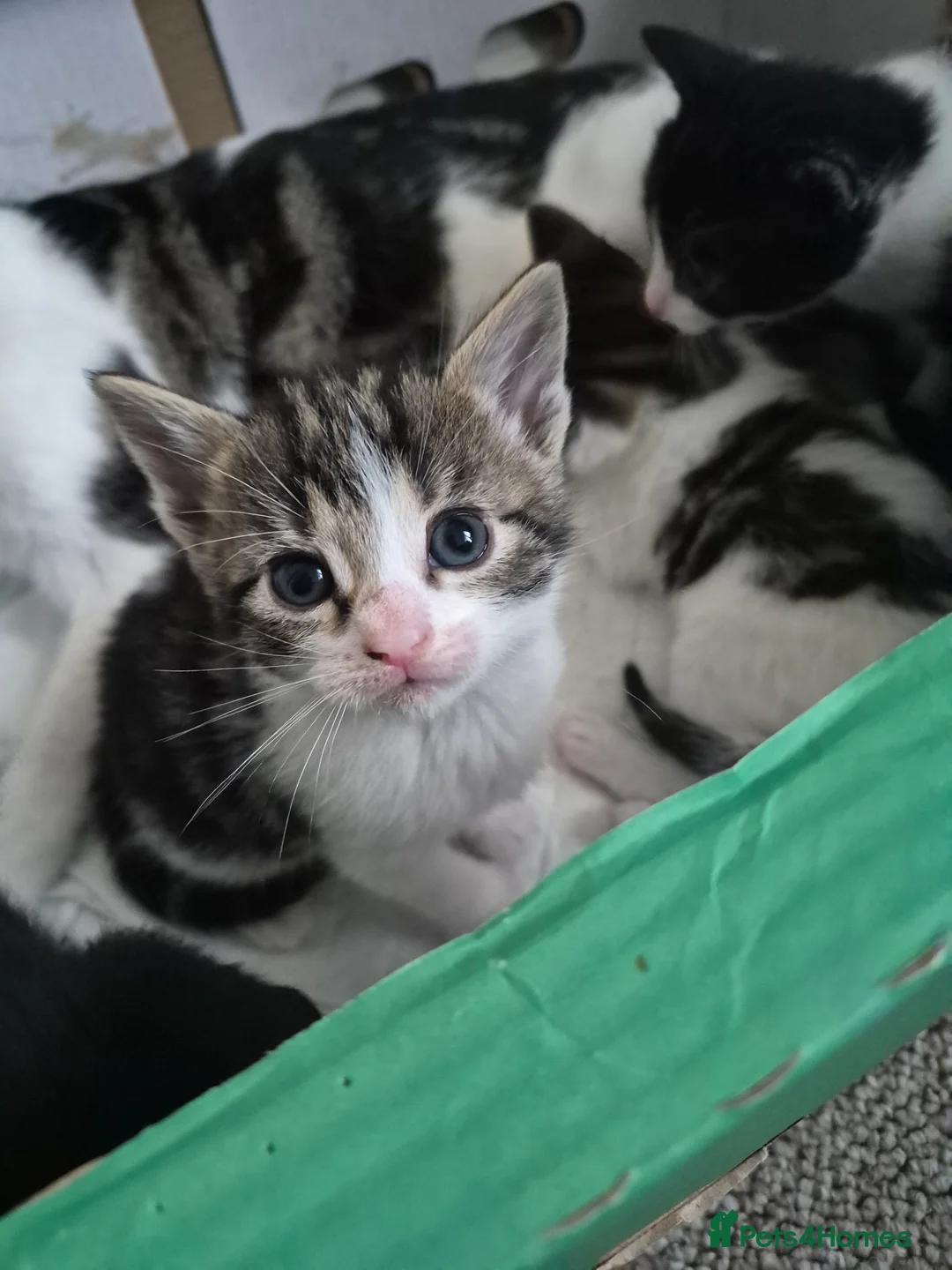 Mixed Breed cats for sale: Kittens  - Advert 13