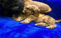 Cockapoo dogs for sale: Cockapoo - Image 9