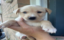 Mixed Breed dogs for sale: Huskador puppy’s!  - Image 6