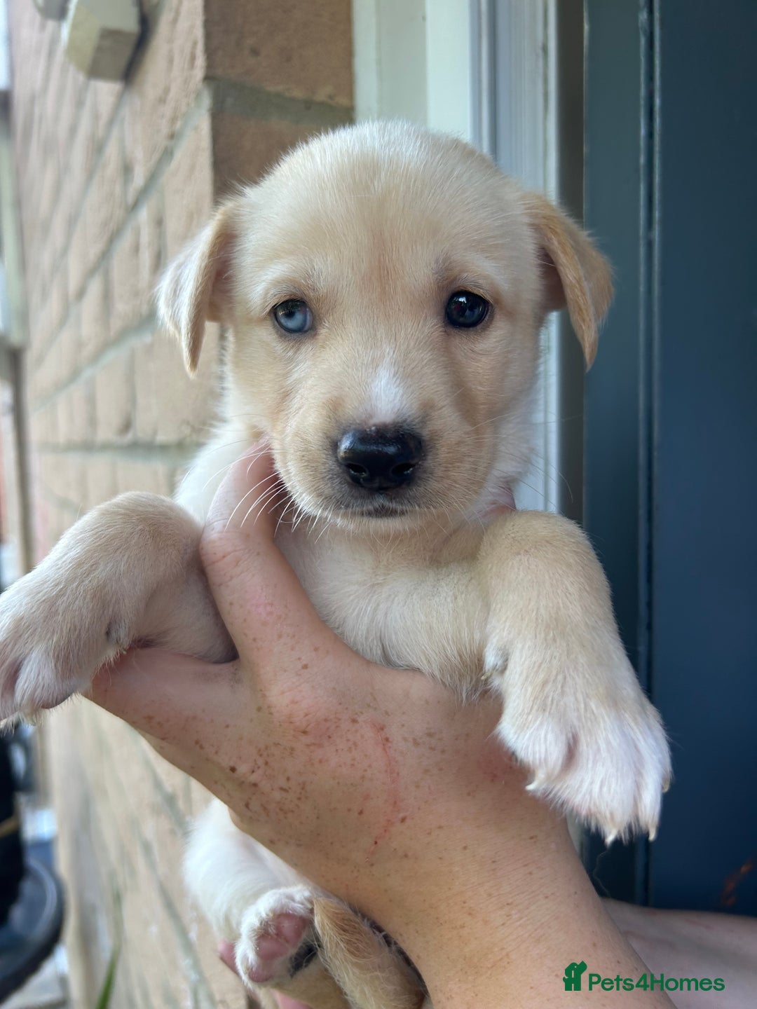 Mixed Breed dogs for sale: Huskador puppy’s!  - Image 6