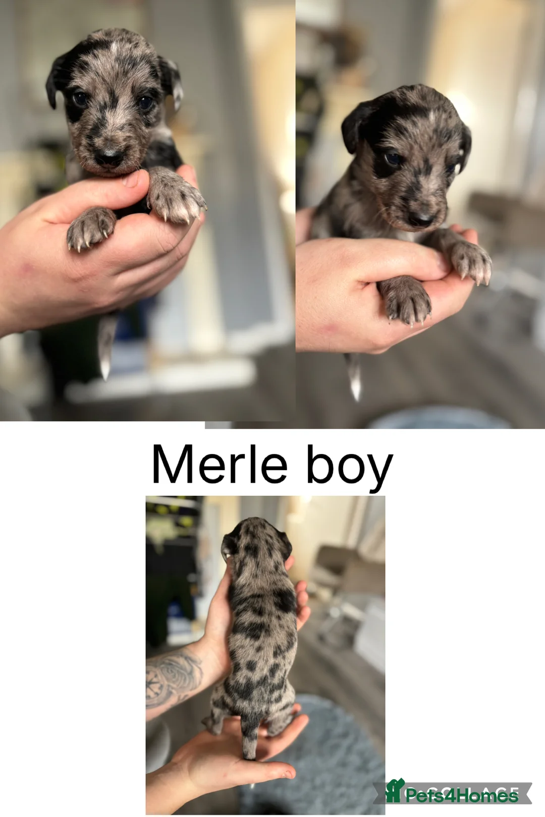 Mixed Breed dogs for sale: Whipoos  - Advert 2