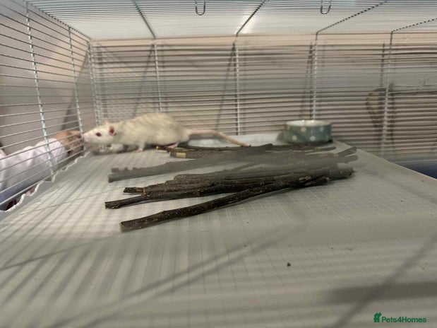 Rat rodents - Advert 2