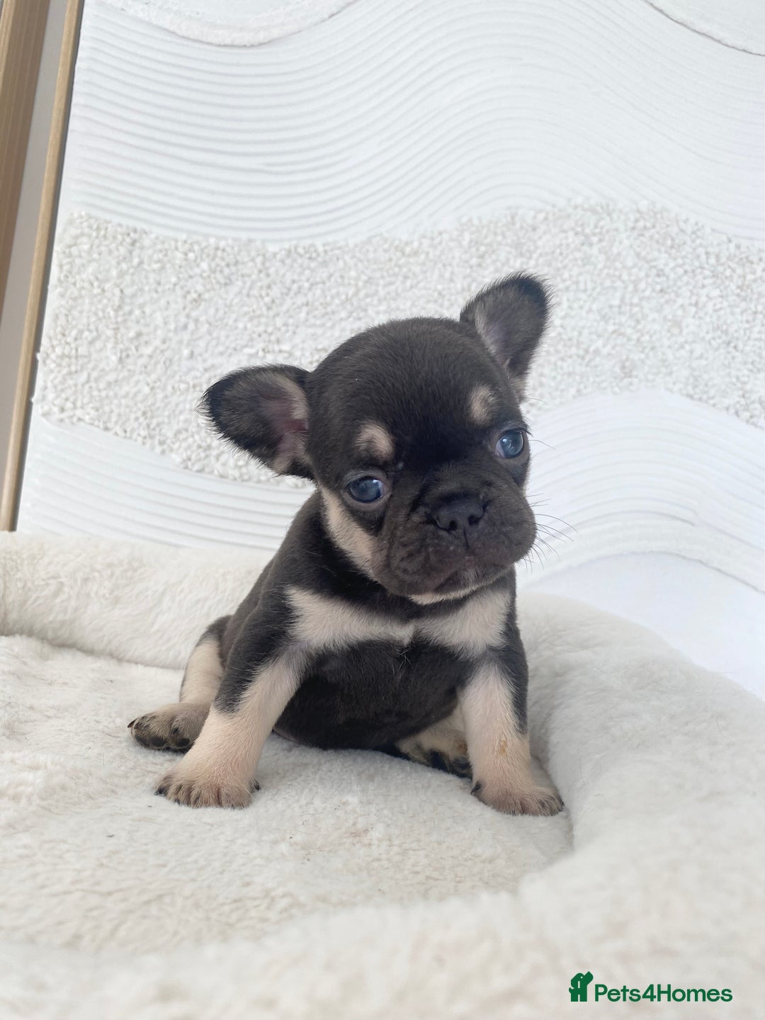 French Bulldog dogs for sale: Beautiful litter off French bulldog puppies  - Image 11