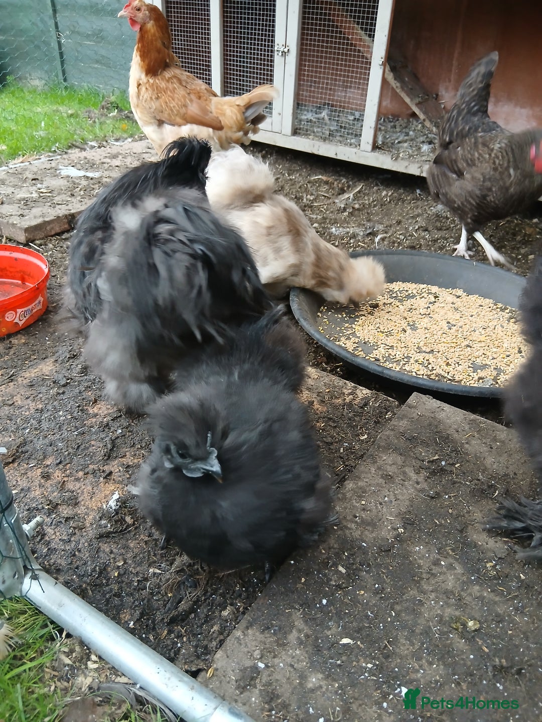Hens poultry for sale: 3 hens one rooster  - Image 2