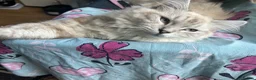 Ragdoll cats for sale: STUNNING RAGDOLL/PERSIAN KITTEN  in Nottingham - Advert 10