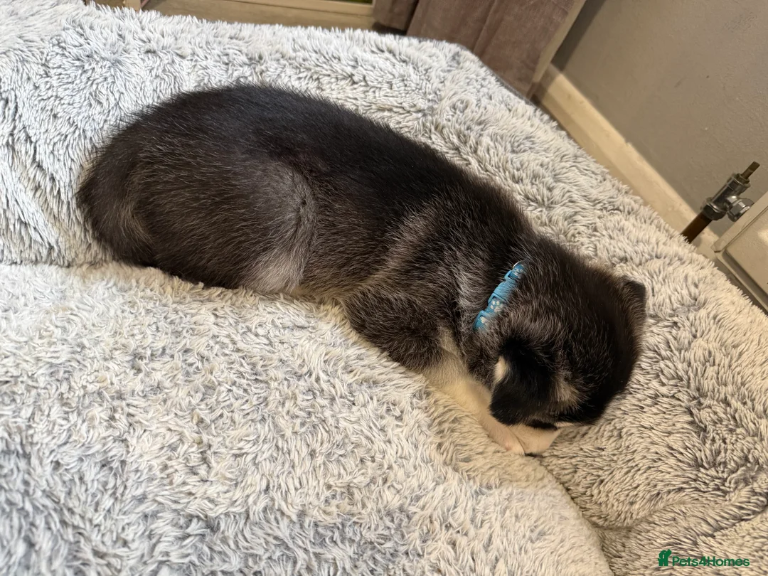 Siberian Husky dogs for sale: Gorgeous, Healthy & Fully Insured Siberian puppies in Stanmore - Advert 33