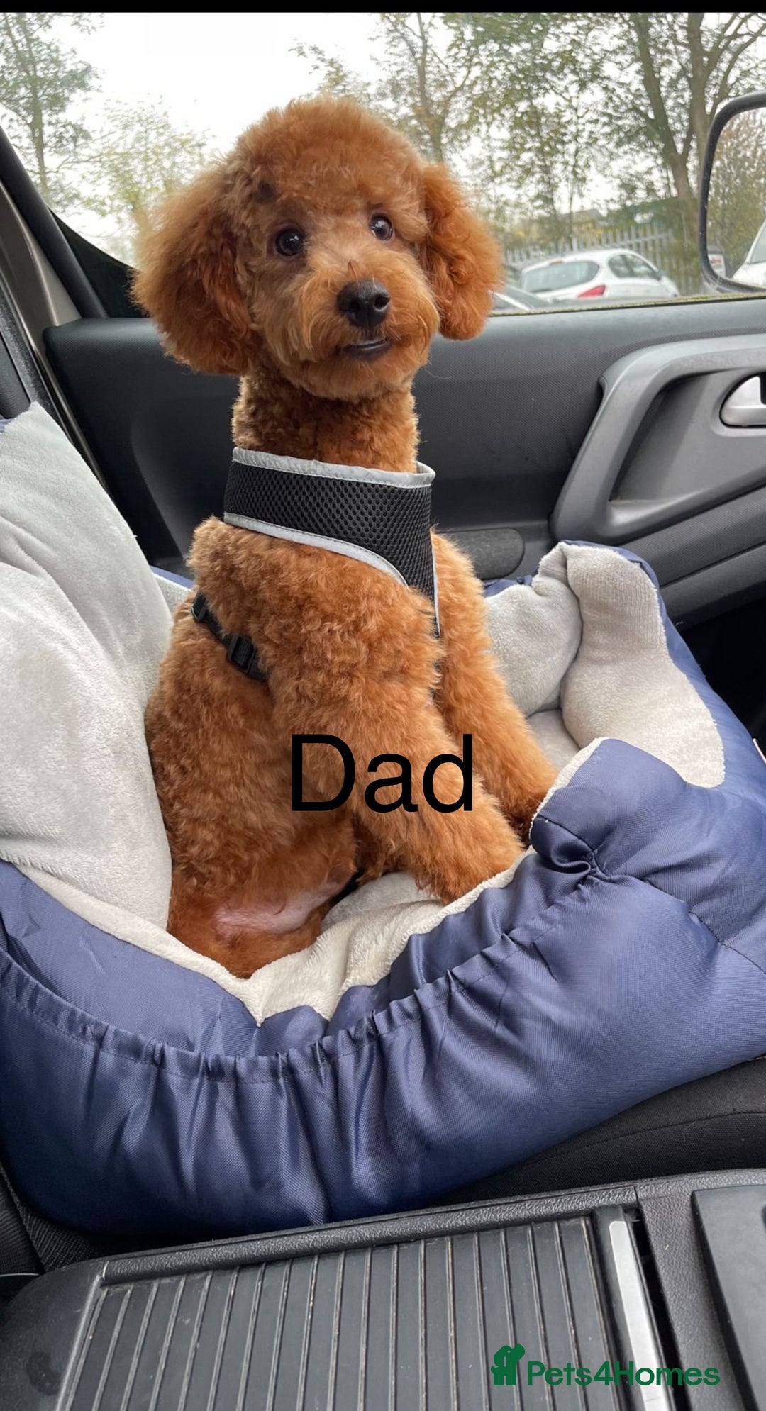 Cavapoo dogs for sale: F1 CAVAPOO PUPPIES 🐶  - Advert 10