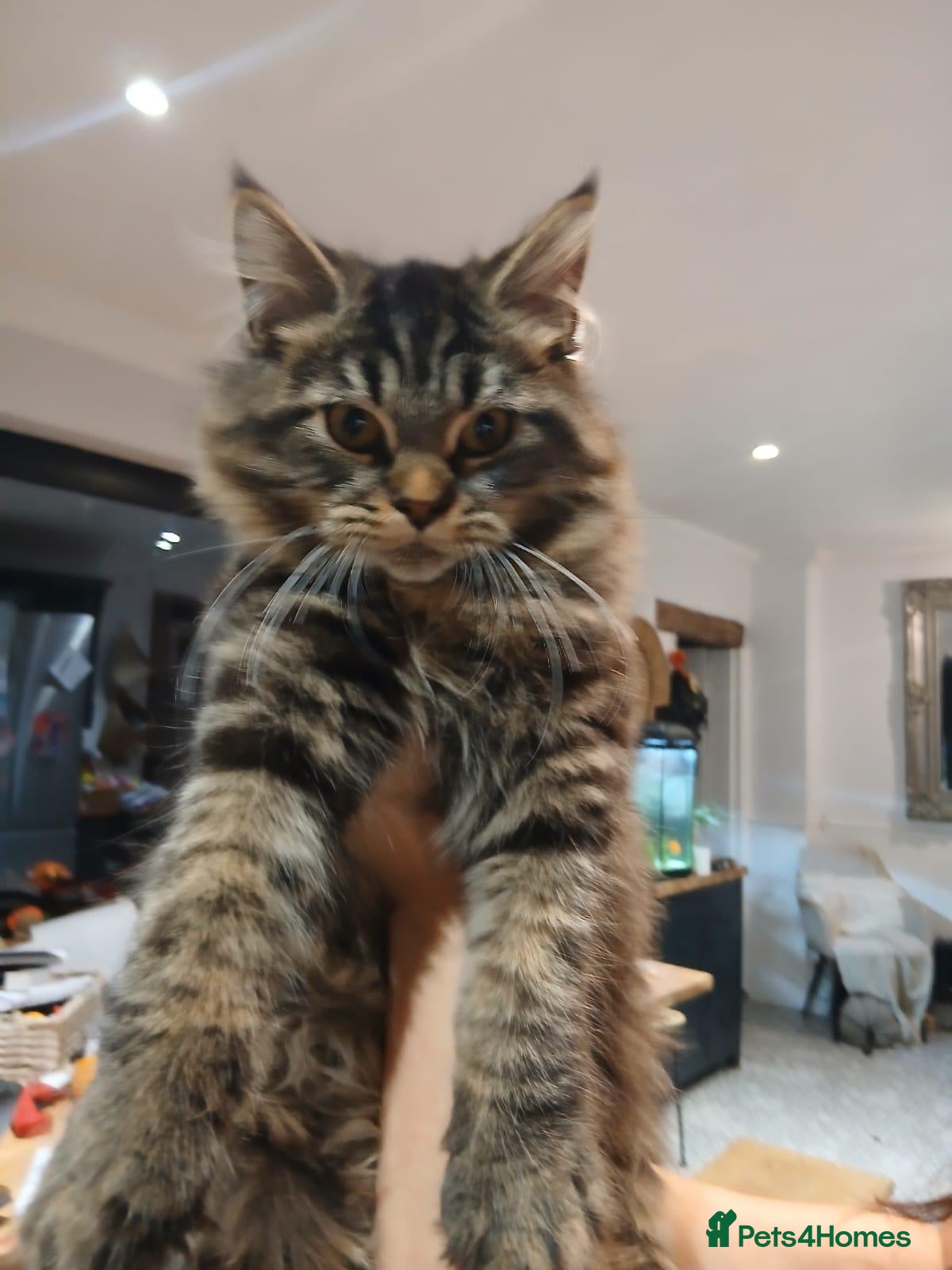 Maine Coon cats for sale: one gorgeous Maine Coon kitten remanding.  - Advert 1