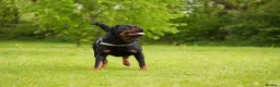 Rottweiler dogs for sale: 🐶PREMIUM ROTTWEILERS. ADRK GERMAN BLOODLINES 🇩🇪 - Advert 4