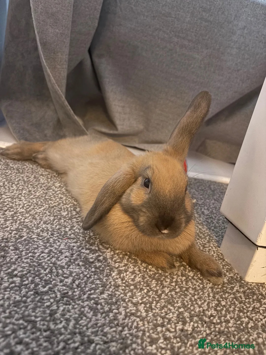 Mixed Breed rabbits for sale: Rehome bunny  in Watford - Advert 2