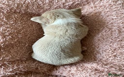 Chihuahua dogs for sale: Exquisite KC Registered Apple Chihuahua Puppies 💖 - Image 15