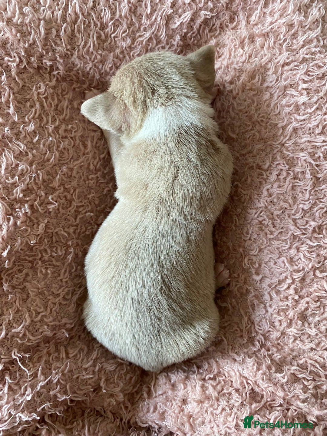 Chihuahua dogs for sale: Exquisite KC Registered Apple Chihuahua Puppies 💖 - Image 15