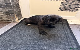 Cane Corso dogs for sale: Cane corso for sale  - Image 6