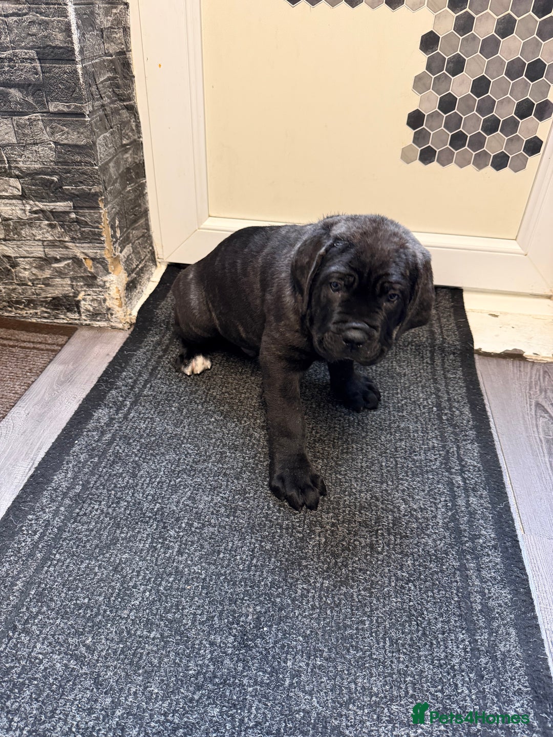 Cane Corso dogs for sale: Cane corso for sale  - Image 6