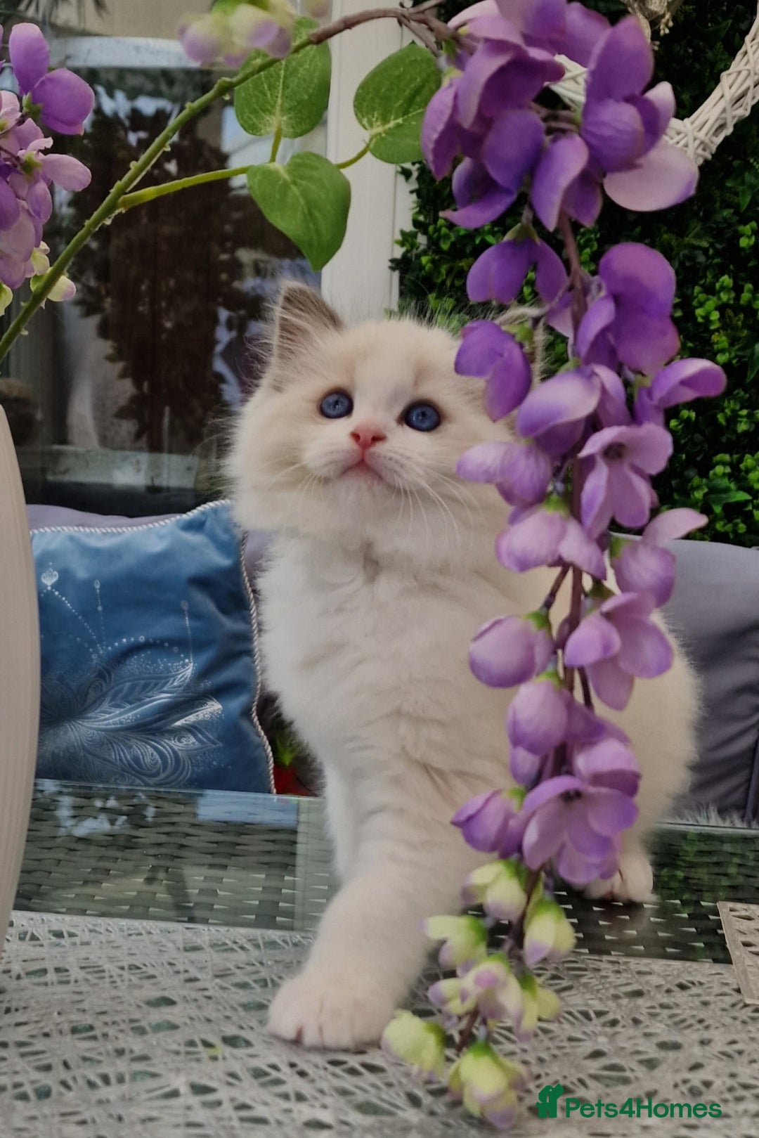 Ragdoll cats for sale: 🩷✨️NEW WAITING LIST Exclusive cute Kittens✨️🩷🏆 - Advert 10