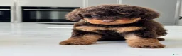 Toy Poodle dogs for sale: Stunning chocolate phantom toy Poodle Litter  - Advert 12