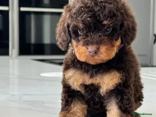 Toy Poodle dogs Stunning chocolate phantom toy Poodle Litter - Advert 5
