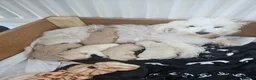 Maltipoo dogs for sale: Maltippo puppies  - Advert 2