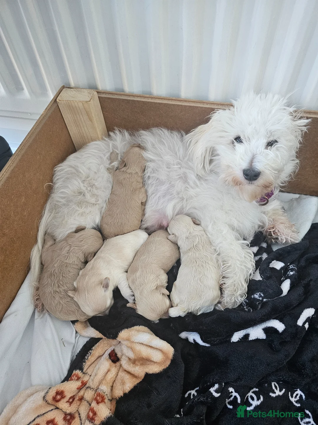 Maltipoo dogs for sale: Maltippo puppies  - Advert 2
