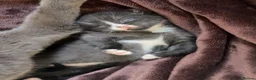 Mixed Breed cats for sale: Two gorgeous kittens looking for 🏡 in Seaham - Advert 9