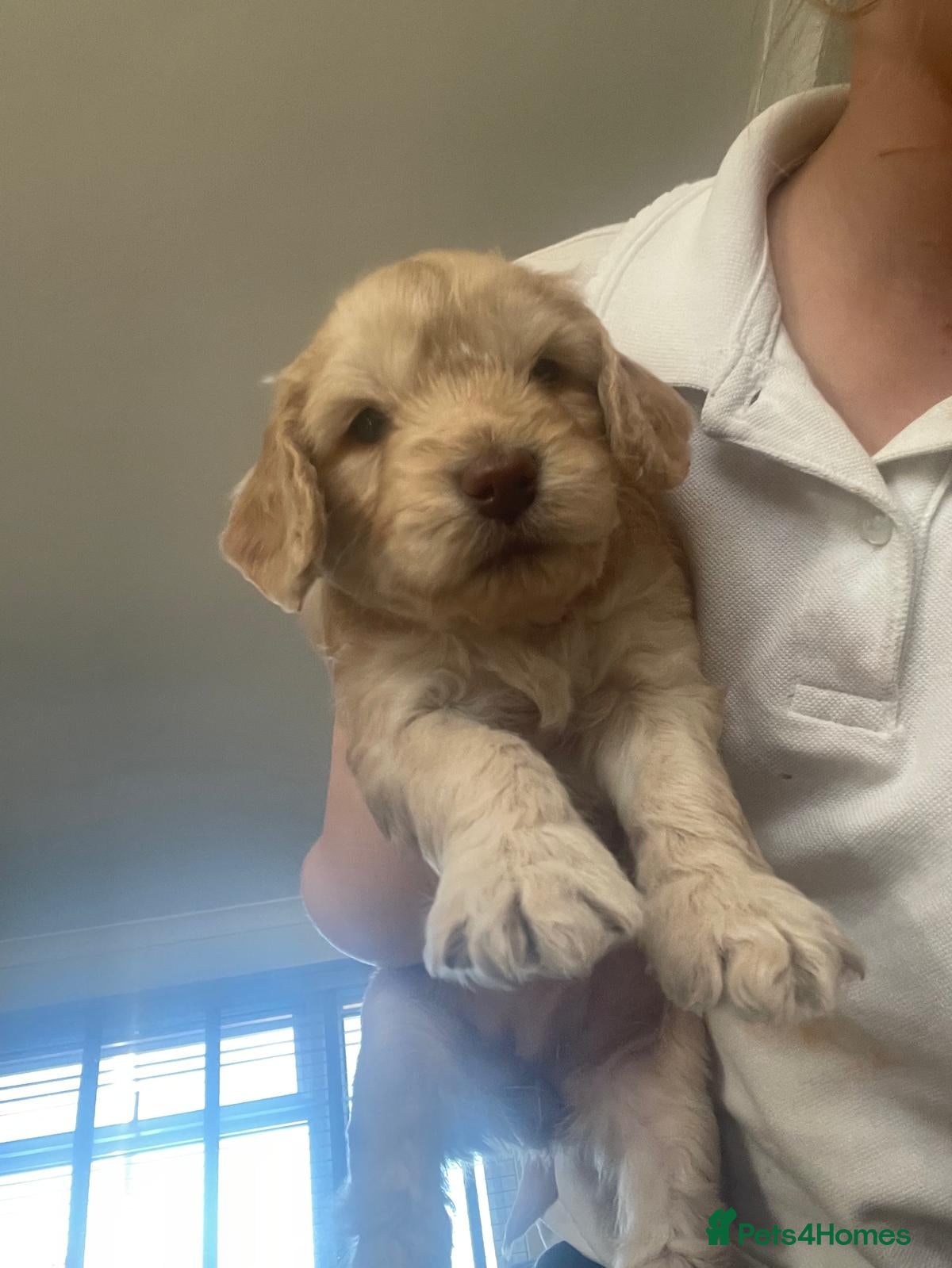 Cockapoo dogs for sale: Last beautiful boy left Gorgeous Golden Cockerpoo - Advert 16