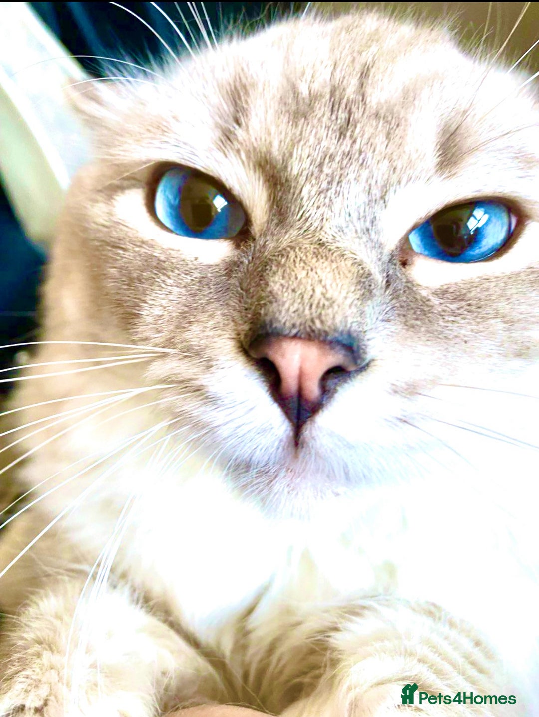 Ragdoll cats for sale: Lovely Ragdoll looking for lovely family - Advert 2