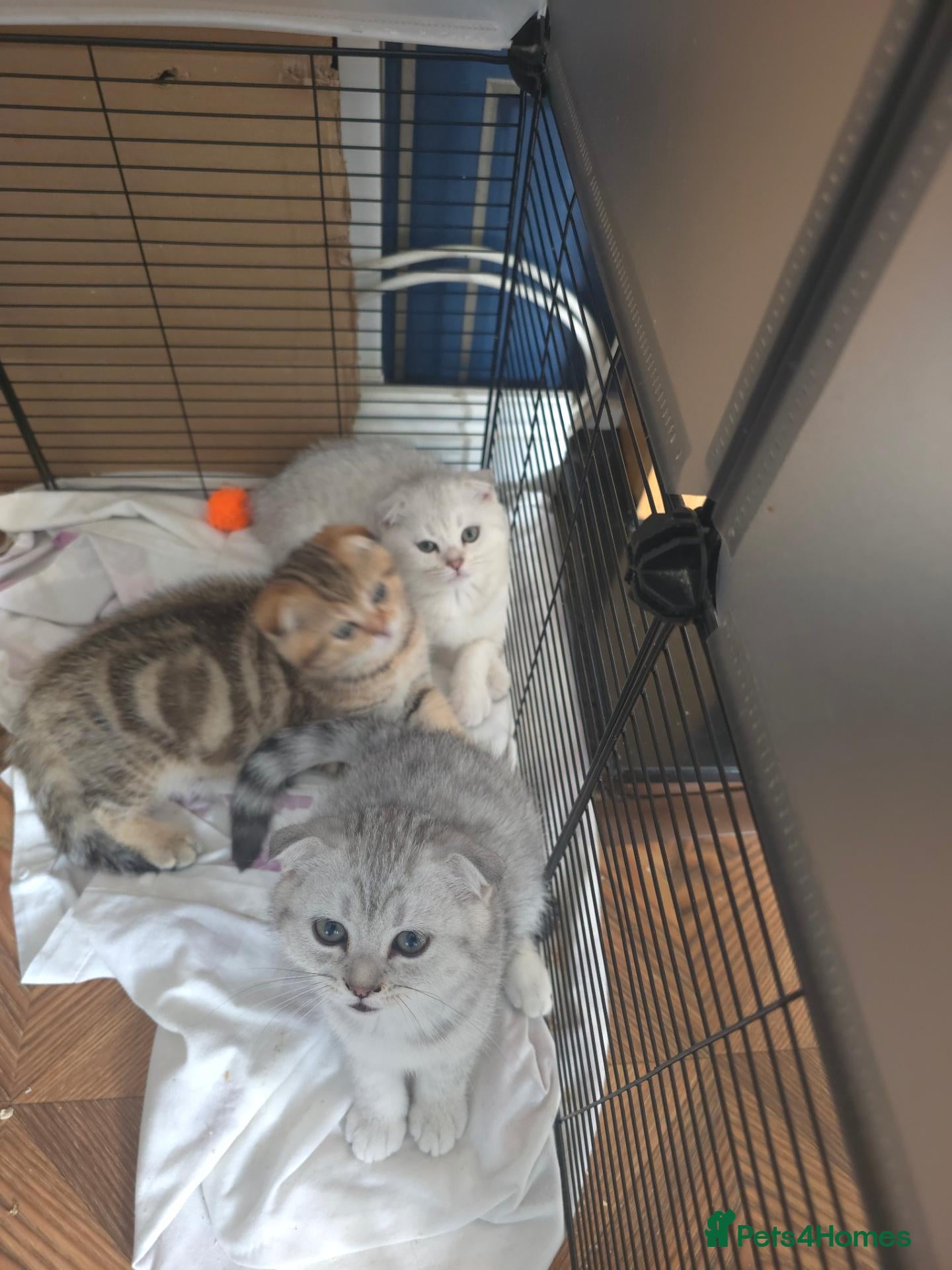 British Shorthair cats 💗SALE!🥰LAST 2 GIRL 😍Scottish fold😘🩵  - Advert 16