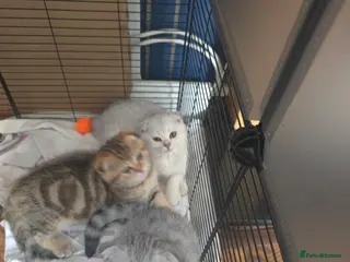 British Shorthair cats 💗SALE!🥰LAST 2 GIRL 😍Scottish fold😘🩵 - Advert 16
