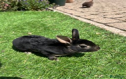 Rex rabbits for sale: Mini Rex bunnies looking for their new homes - Image 2