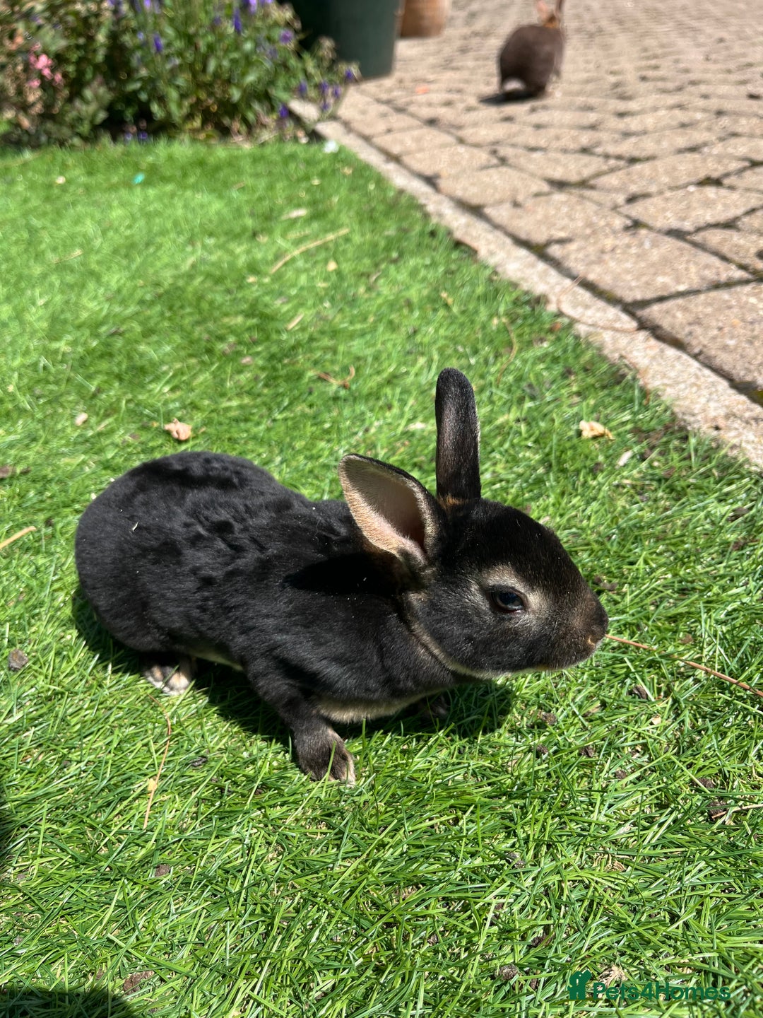 Rex rabbits for sale: Mini Rex bunnies looking for their new homes - Image 2