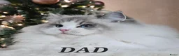 Ragdoll cats for sale: Stunning GCCF registered kittens  - Advert 3