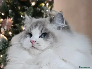 Ragdoll cats Stunning GCCF registered kittens - Advert 6