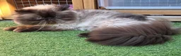 Persian cats for sale: Persian Kittens - Advert 29