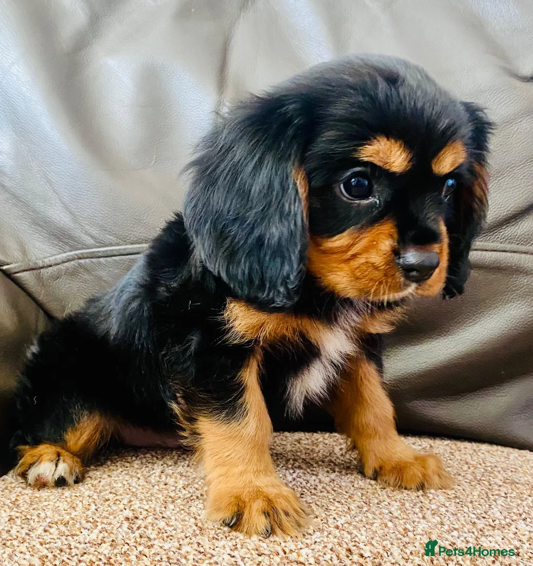 Cavalier King Charles Spaniel dogs for sale: K.C registered Black n Tan Cavalier King Charles - Advert 2