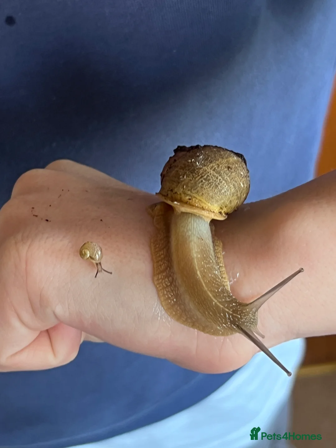Snails invertebrates for sale: Baby Captive bred garden snails - Advert 4