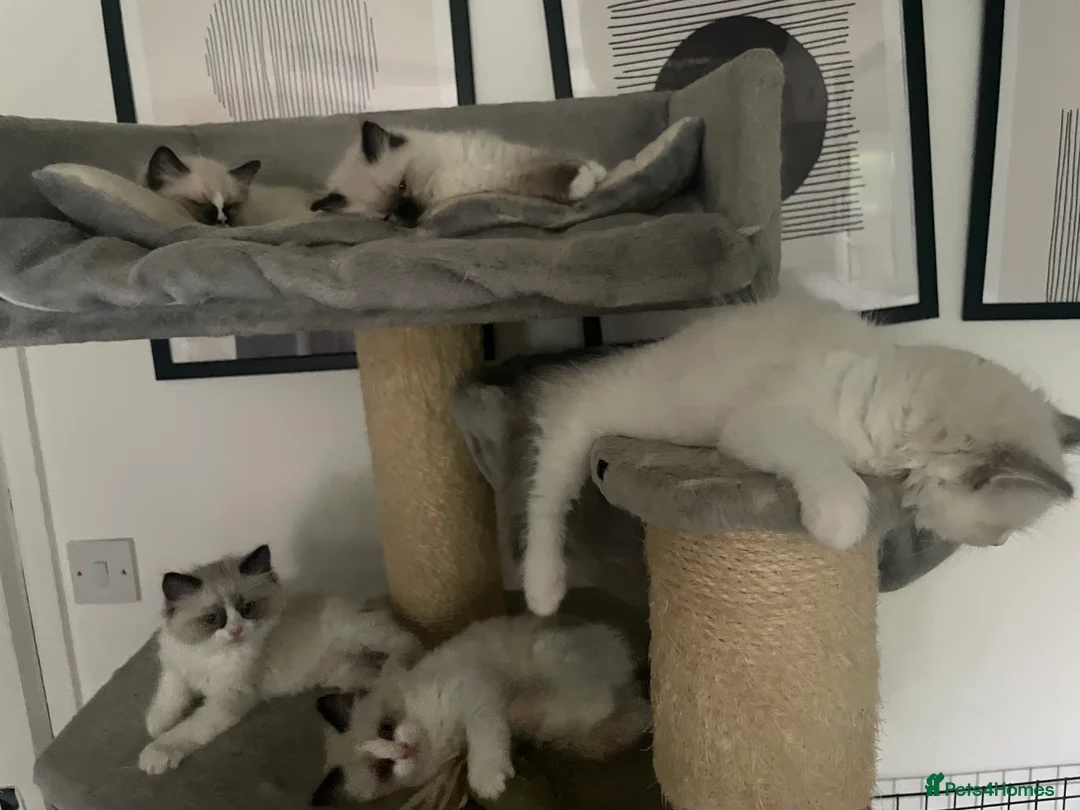 Ragdoll cats for stud: GCCF ACTIVE BLUE MITTED FOR STUD ONLY - Advert 7