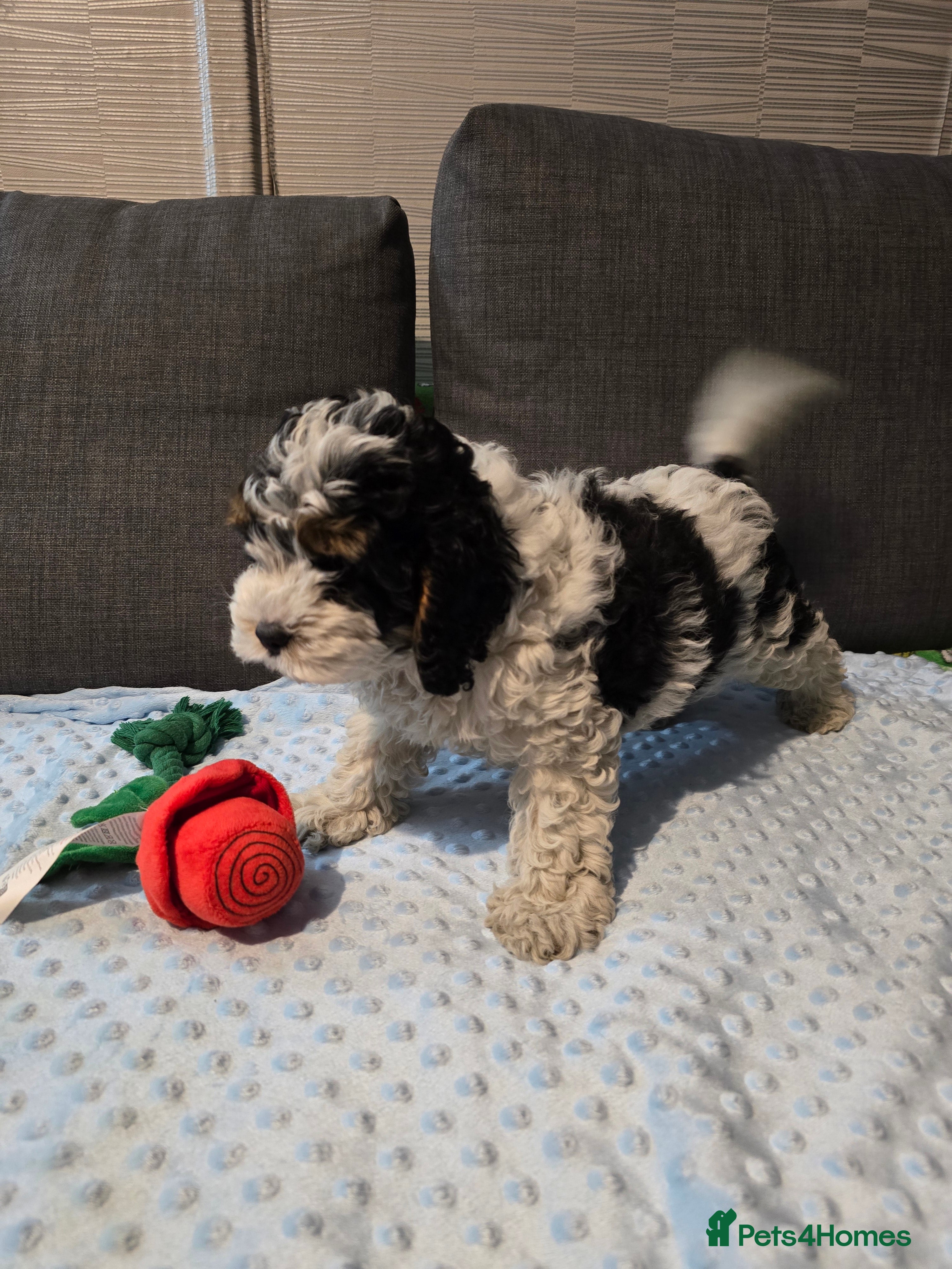 Cockapoo dogs Cockapoo puppies ready now - Advert 18