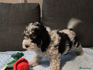 Cockapoo dogs Cockapoo puppies ready now - Advert 18