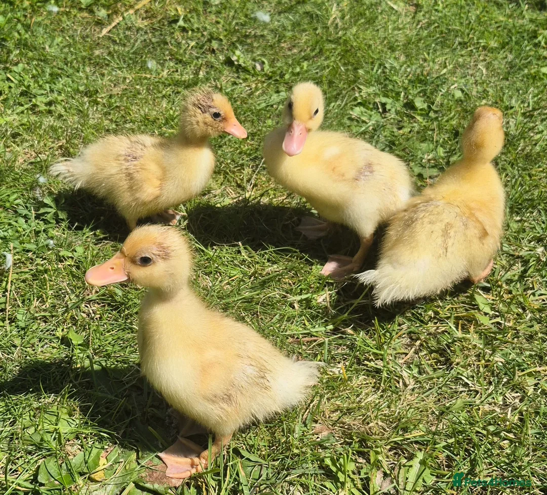 Ducks poultry for sale: 4 unsexed call ducks - Advert 3