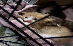 Domestic Shorthair cats for sale: Kittens - Image 14