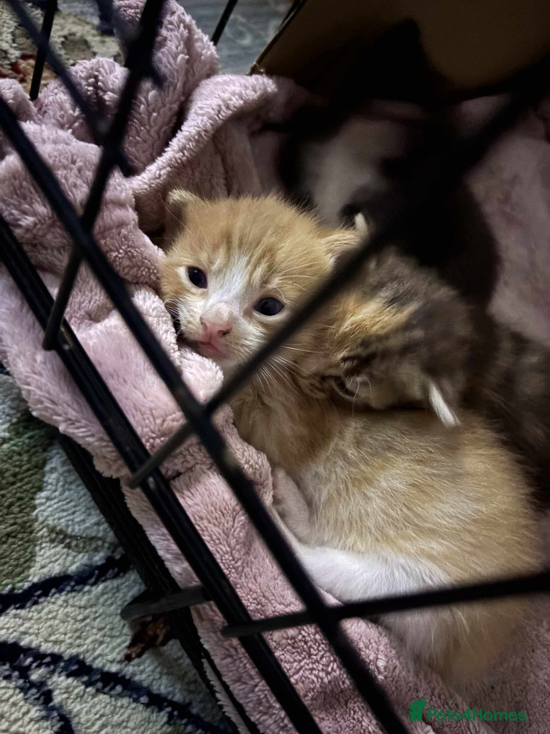 Domestic Shorthair cats for sale: Kittens - Image 14