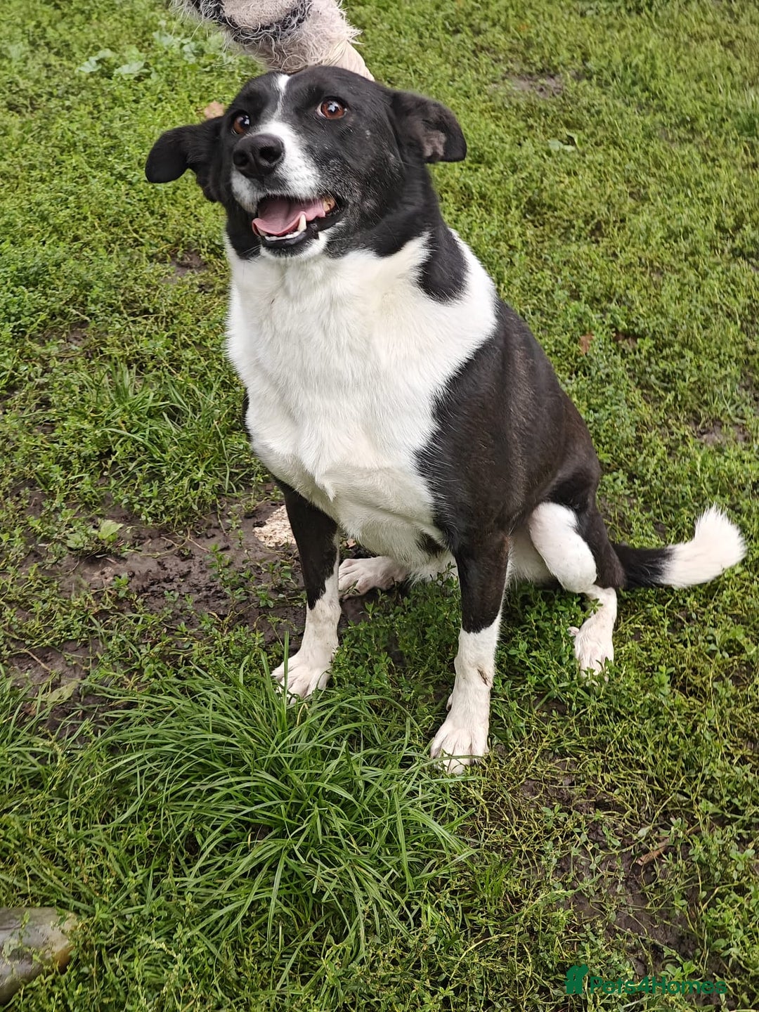 Mixed Breed dogs for adoption: ❤️Zoria❤️- medium-sized 2-year-old sunny girl  - Advert 5