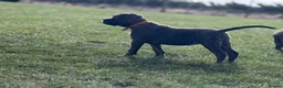 Cane Corso dogs for sale: IKC/FCI❤️Two beautiful Females❤️ in London - Advert 16