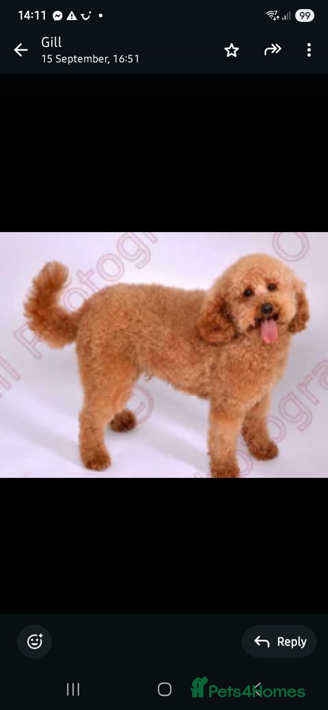 Cockapoo dogs for sale: Mini red cockapoo puppies ready 17th Jan 2026  - Advert 2