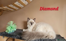 Ragdoll cats for sale: Only 2 girls left,Champion blood, TICA kittens in Nelson - Image 13