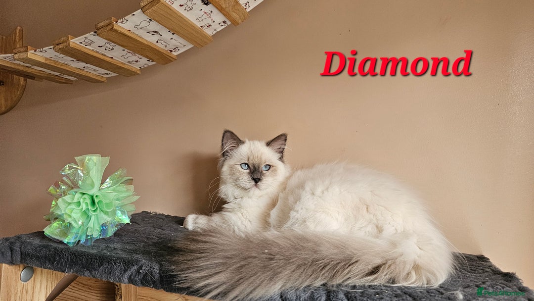 Ragdoll cats for sale: Only 2 girls left,Champion blood, TICA kittens in Nelson - Image 13