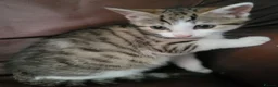 Mixed Breed cats for sale: 1 female left, beautiful bengal cross kitten.  - Advert 3