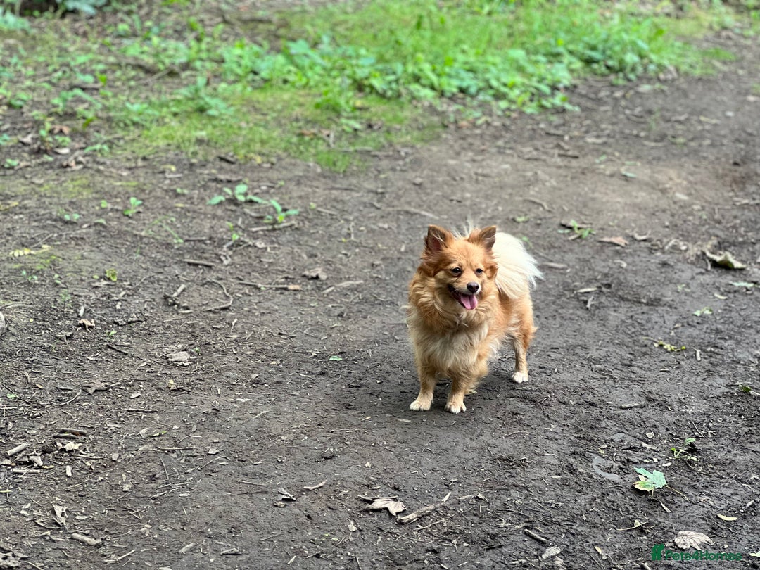 Mixed Breed dogs for sale: Weeranian Pups - Image 17