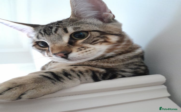 Savannah cats - Advert 1