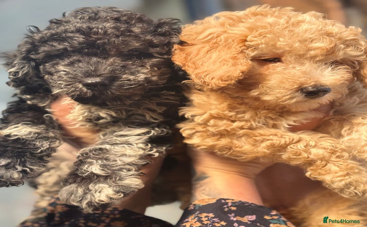 Cockapoo dogs - Advert 12